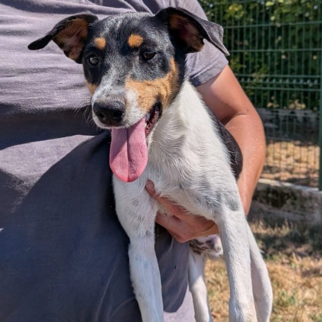 Zorro
