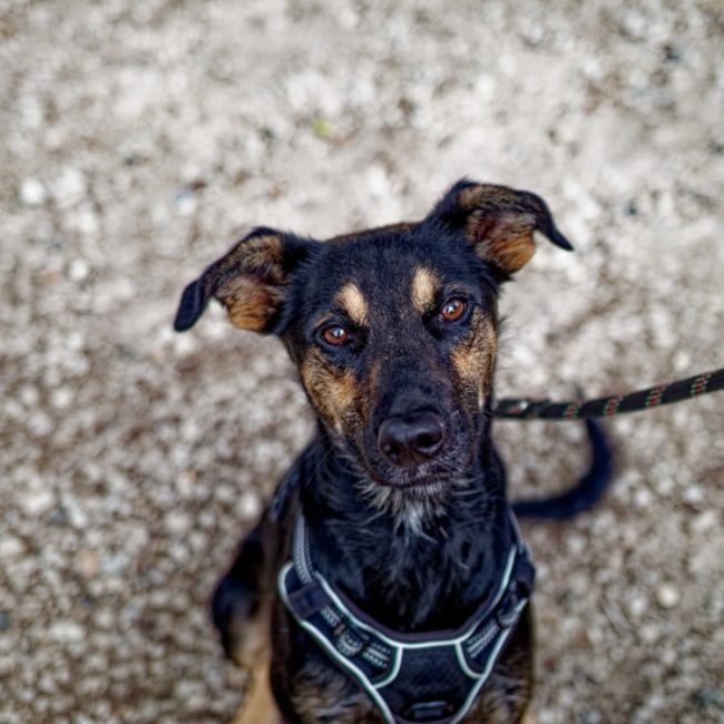Ella - Chien à adopter