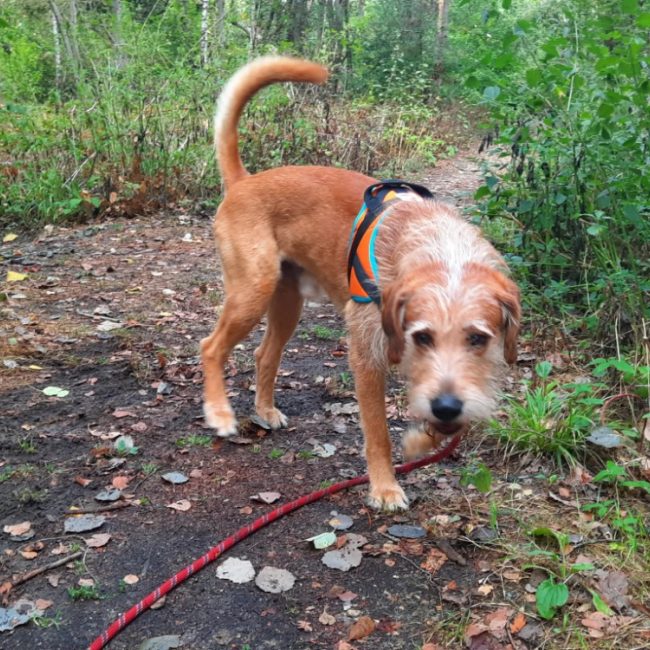 Woody - Chien Briquet Griffon Vendéen à adopter