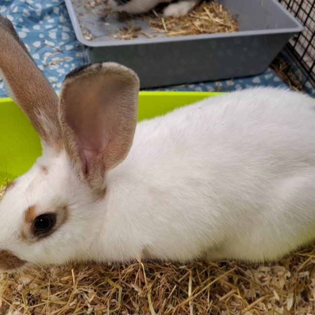 Diantre - Rongeur Lapin à adopter