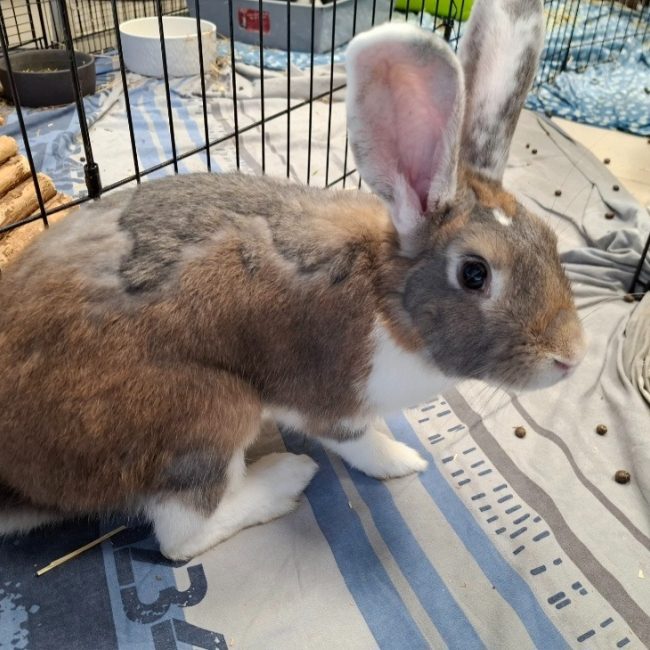 Wallace - Rongeur Lapin à adopter