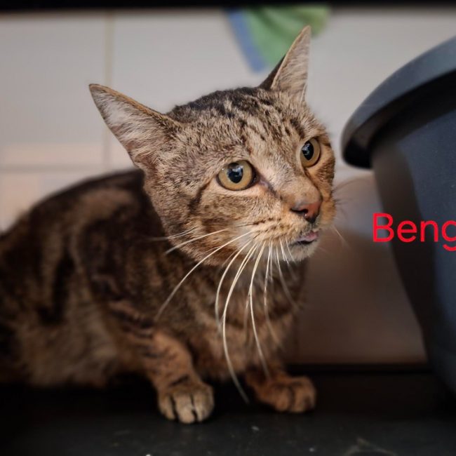 Bengal