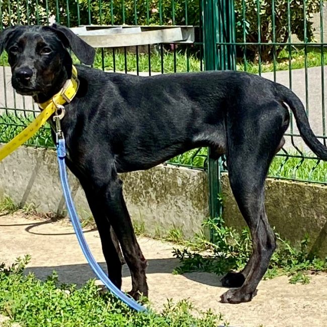 Vegas - Chien à adopter