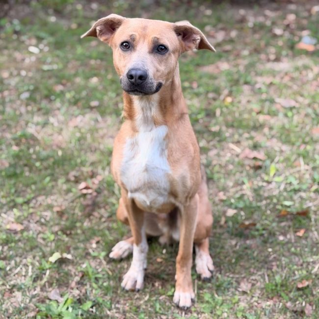 Simba - Chien à adopter
