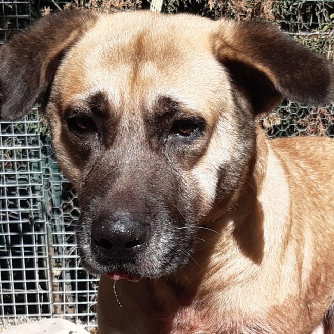 Tex - Chien Berger d'Anatolie à adopter