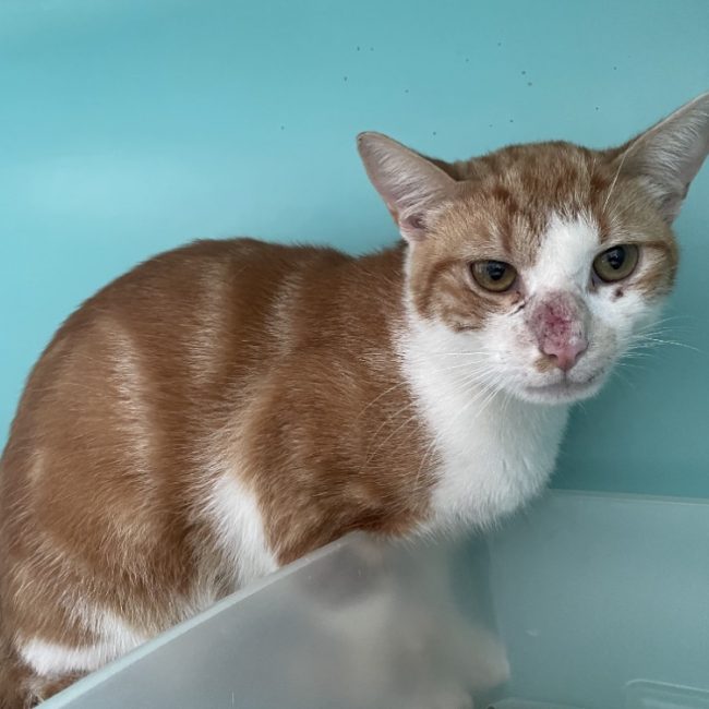 Scar - Chat Européen à adopter