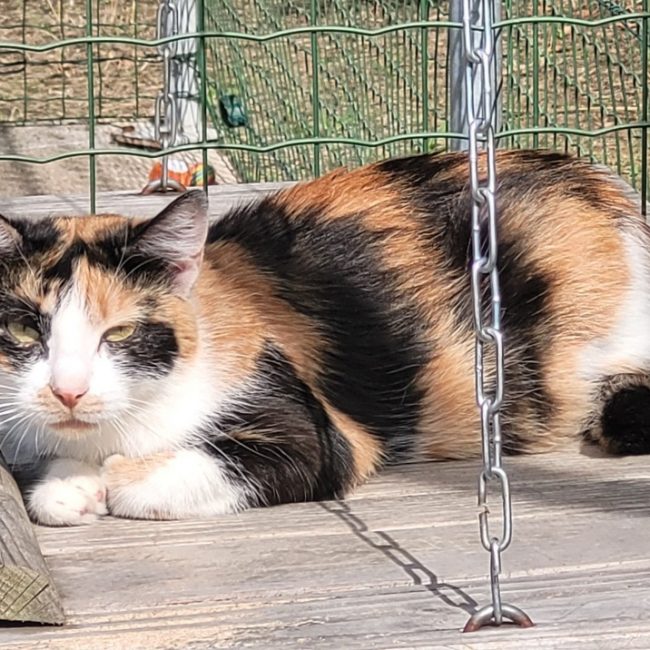 Cacahuete - Chat Européen à adopter