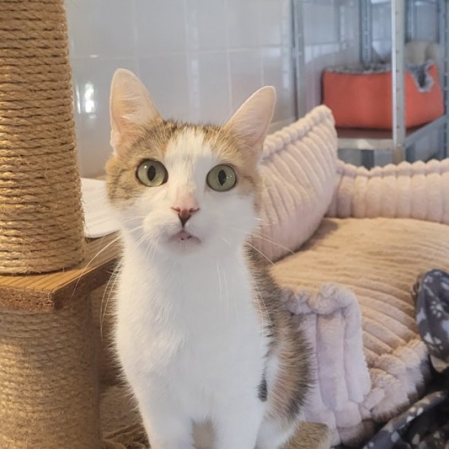 Freya - Chat Européen à adopter