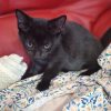 Hikari "en cours d'adoption"