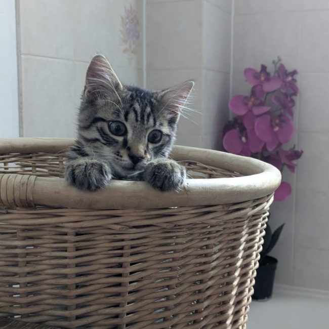 LENNY - Chat Européen à adopter