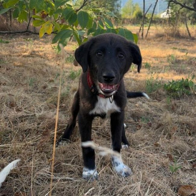 NALA - Chien à adopter