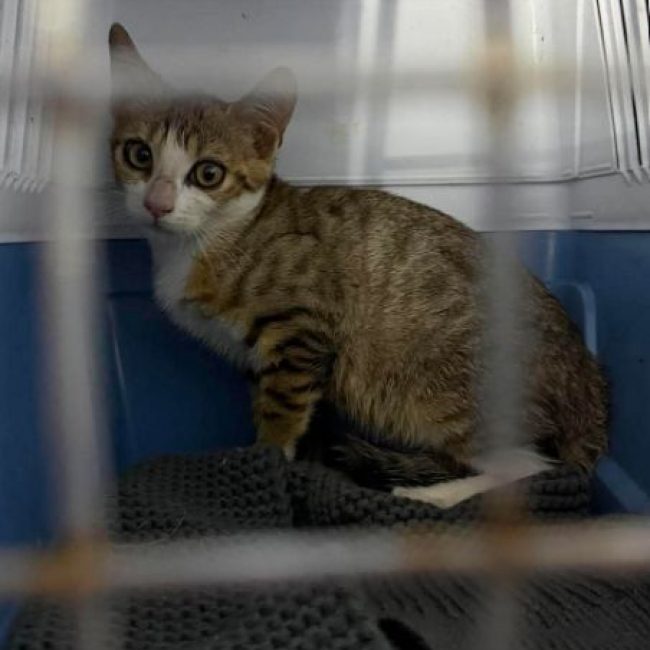 Bambi - Chat Européen à adopter
