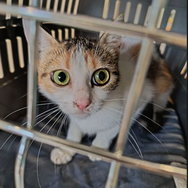 Buddy - Chat Européen à adopter