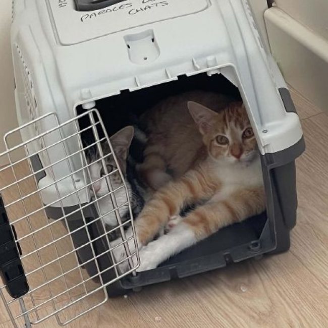 Bill et Boulette - Chat Européen à adopter