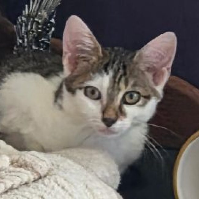 Bouillotte - Chat Européen à adopter