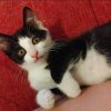 Figaro
