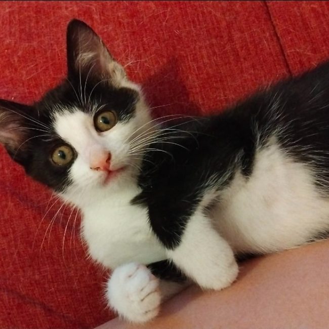 Figaro