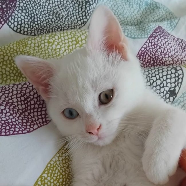 Maximus - Chat Européen à adopter