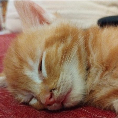 Leon reserve - Chat Européen à adopter