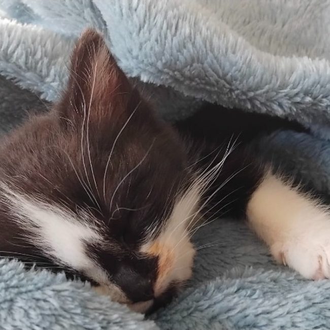 Perle - Chat Européen à adopter