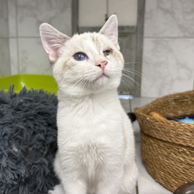 Armand - Chat Européen à adopter