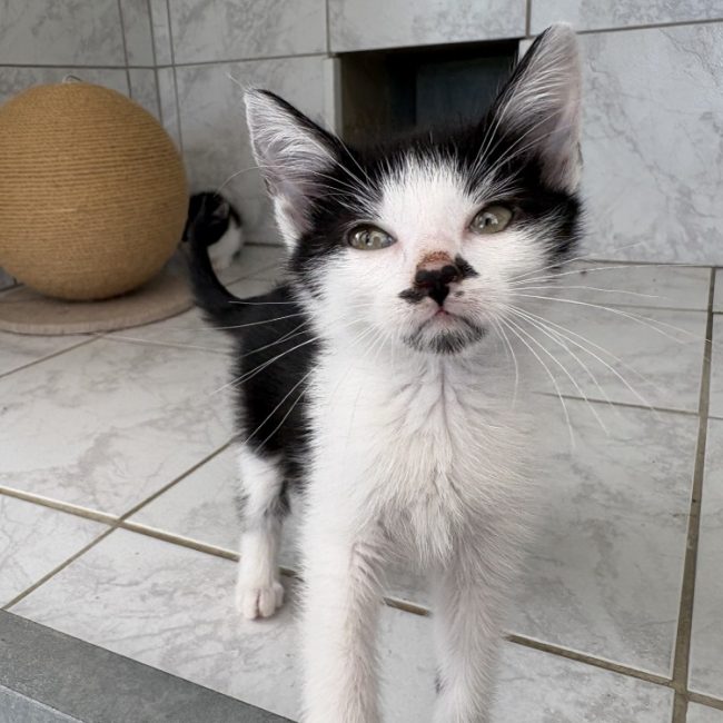 Zazou - Chat Européen à adopter