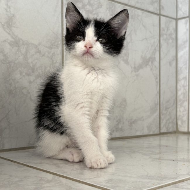 Merida - Chat Européen à adopter