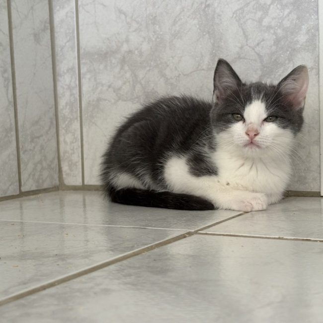 Raya - Chat Européen à adopter