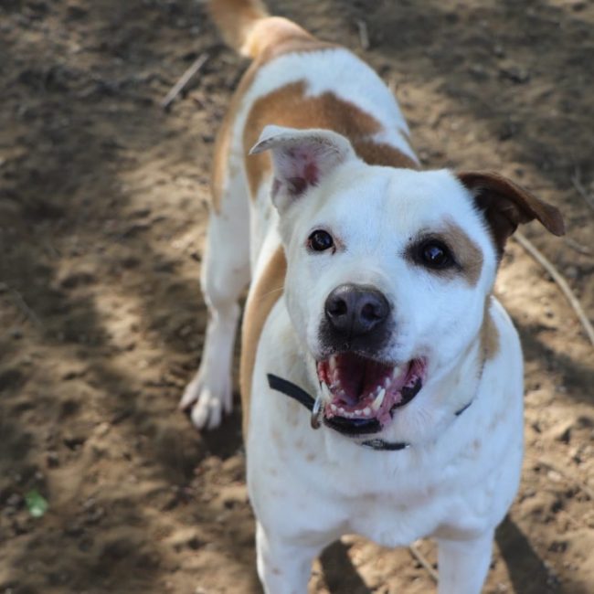 Ninette - Chien Berger à adopter