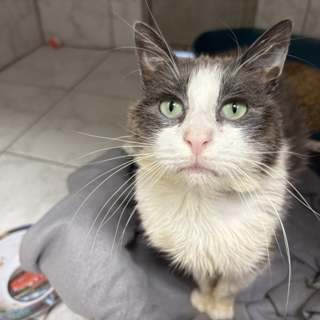 Mignon - Chat Européen à adopter