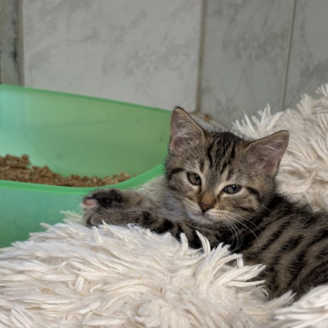 Yzma - Chat Européen à adopter