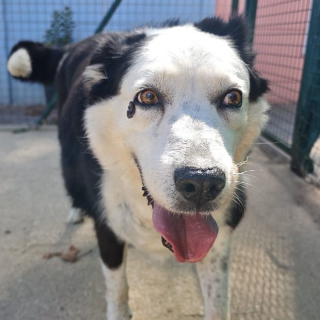 Herton - Chien Border Collie à adopter