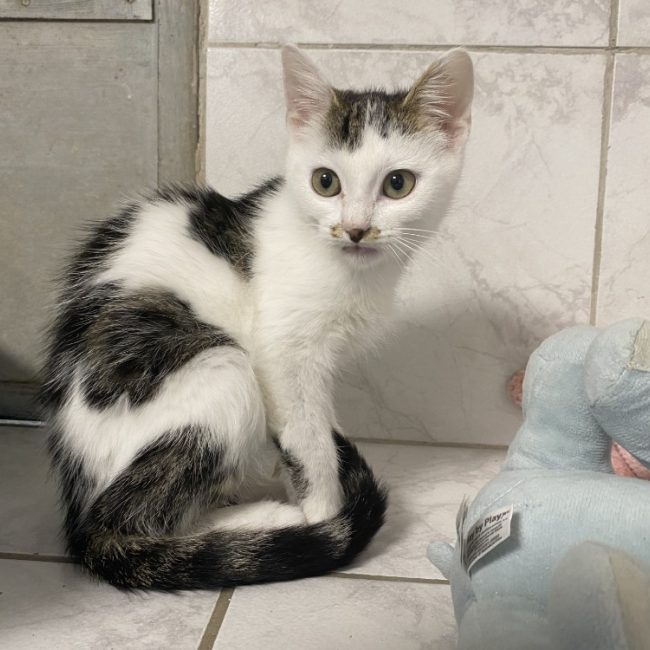 Agua - Chat Européen à adopter