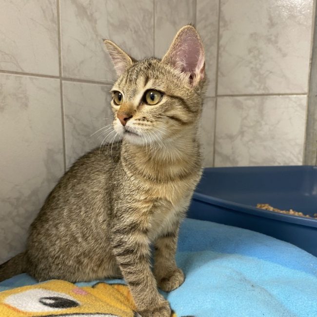 Maui - Chat Européen à adopter