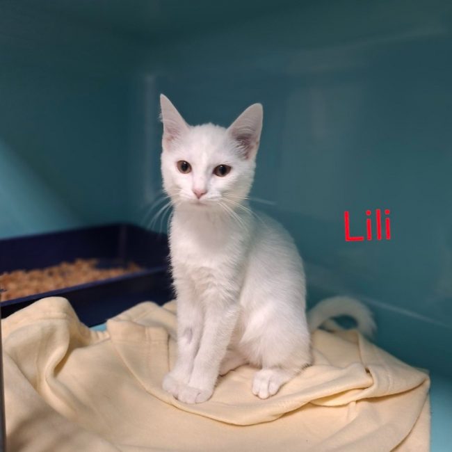 Lili - Chat Européen à adopter