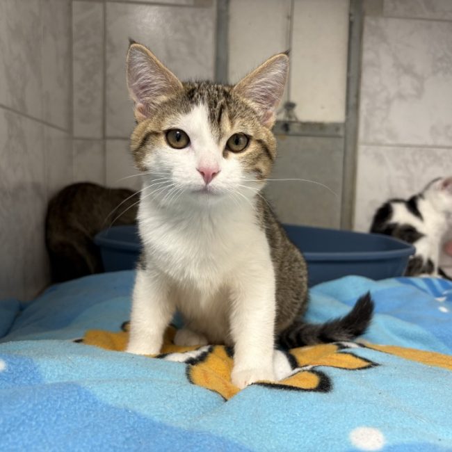 Nani - Chat Européen à adopter
