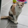 Eclipse