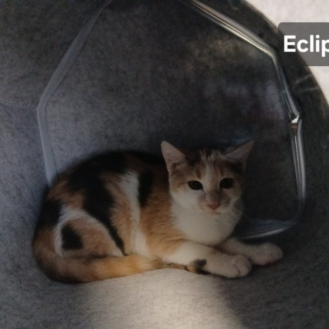 Eclipse - Chat Européen à adopter