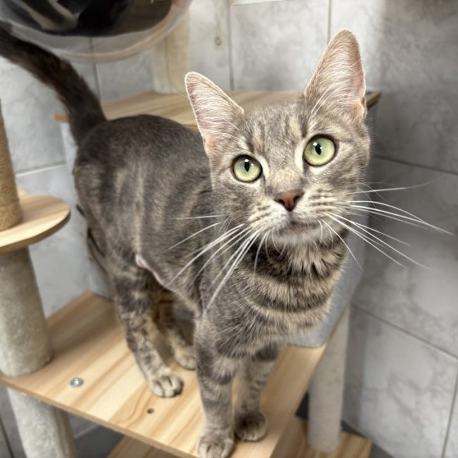 Iris - Chat à adopter
