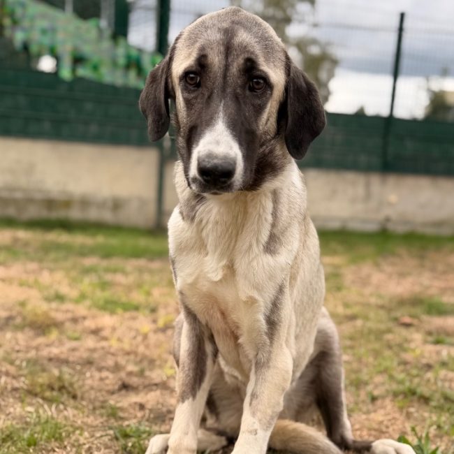 Déesse - Chien Berger d'Anatolie à adopter