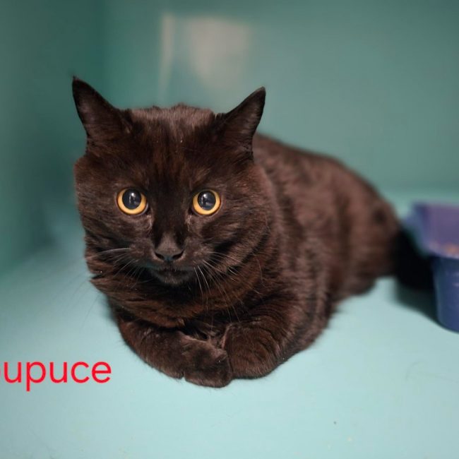 Pupuce - Chat Européen à adopter
