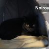 Noiroux
