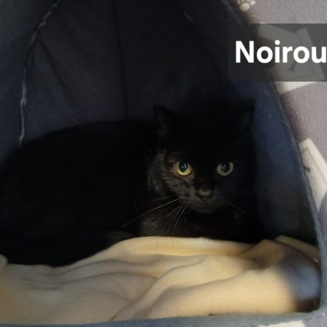 Noiroux - Chat Européen à adopter