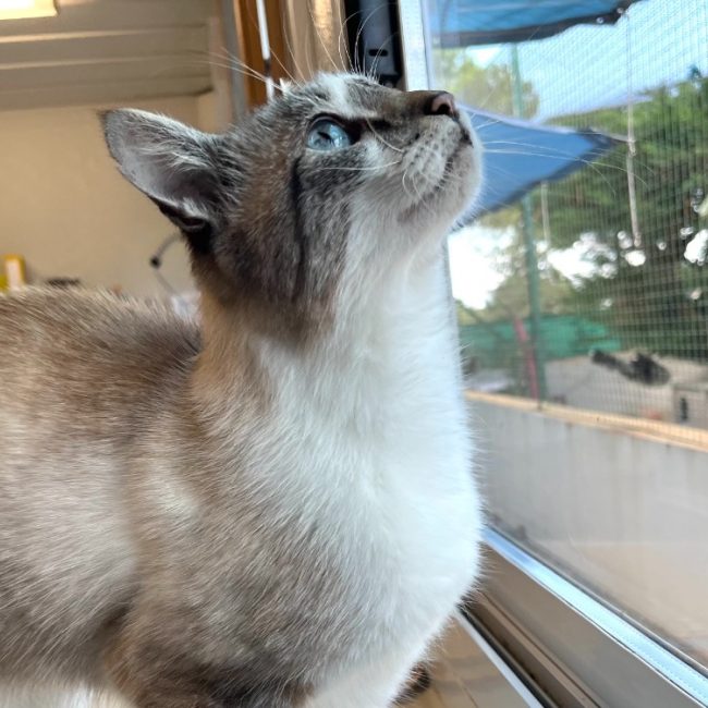 Crumble - Chat Européen à adopter