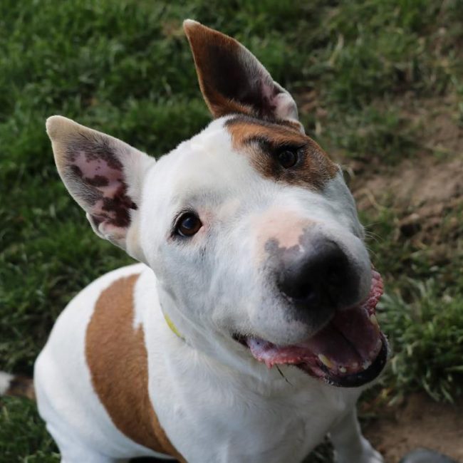 Rondoudou - Chien Bull Terrier à adopter