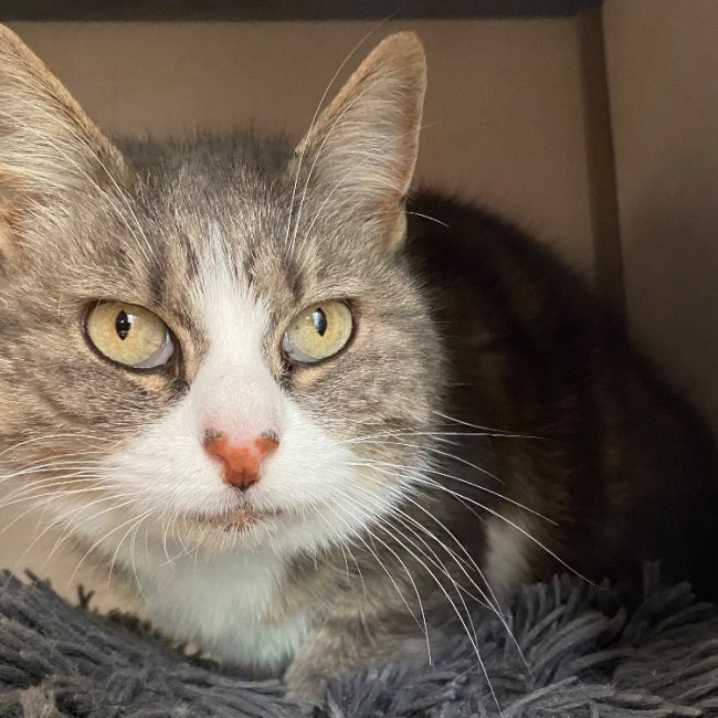 Chaussette - Chat Européen à adopter