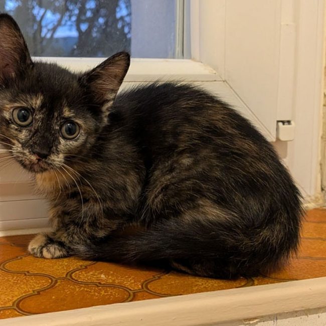 Eclipse - Chat Européen à adopter