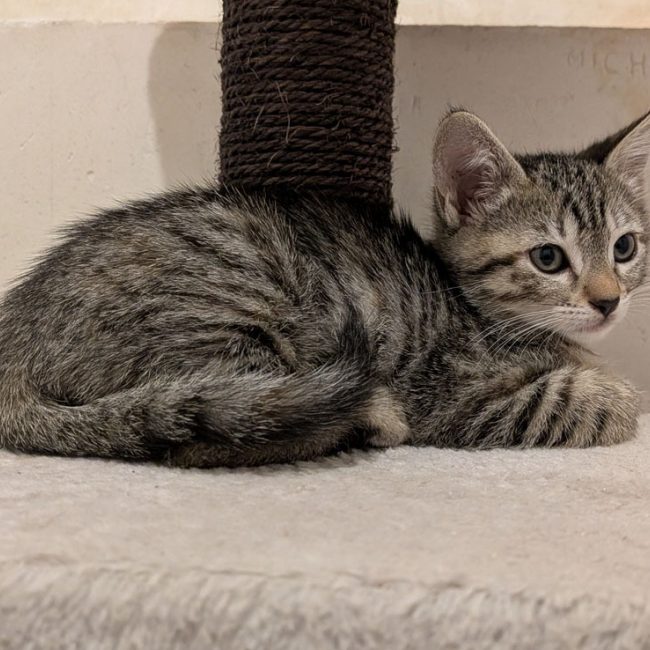 Brume - Chat Européen à adopter