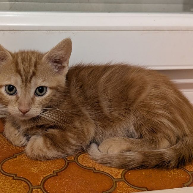 Sirocco - Chat Européen à adopter