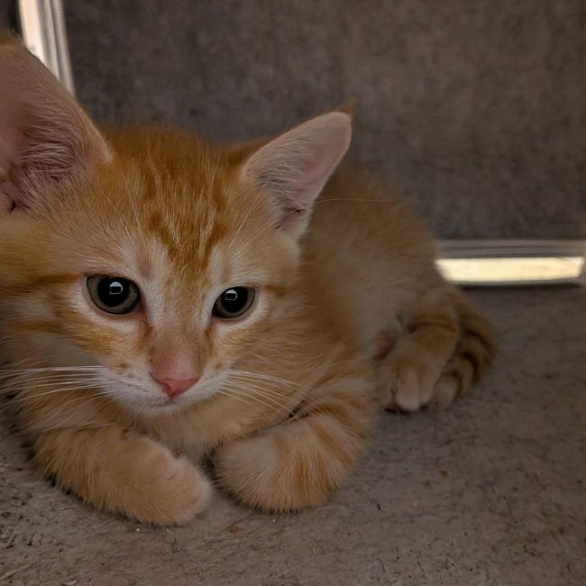 Sablé - Chat Européen à adopter